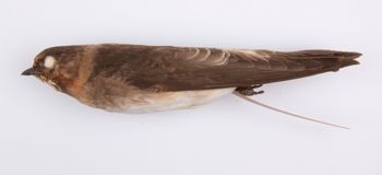 Media type: image;   Ornithology 211835